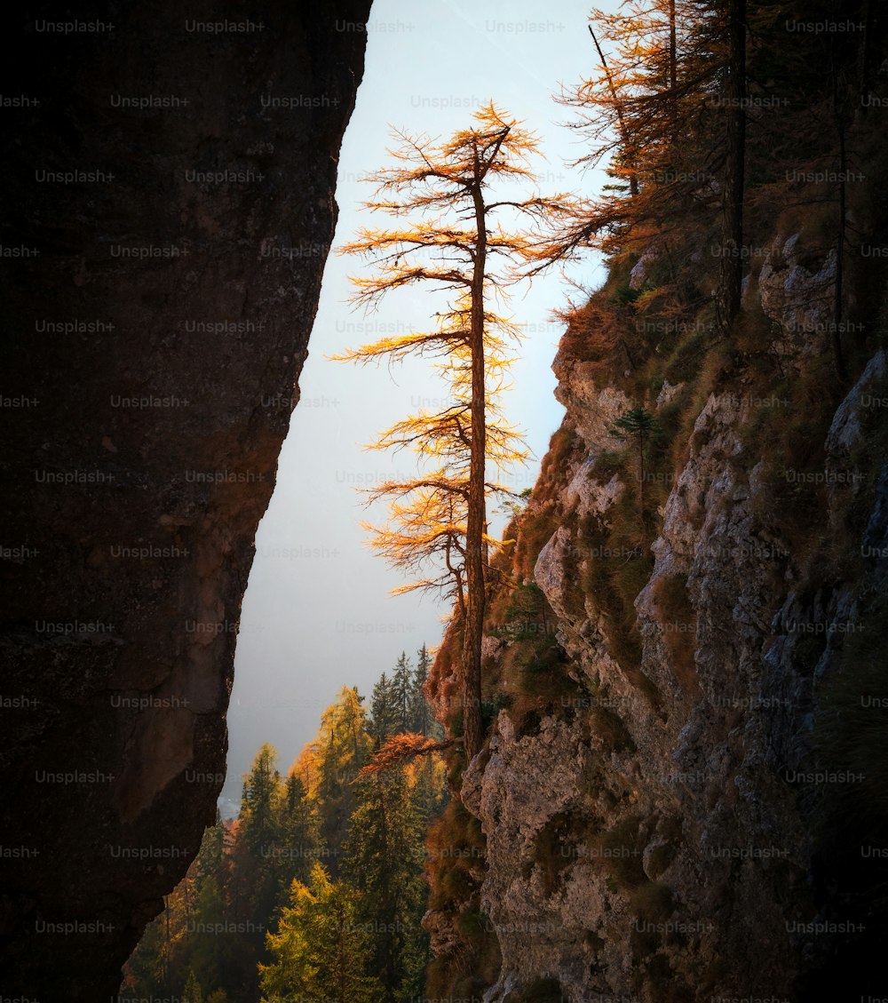 a view of a cliff with a tree growing out of it