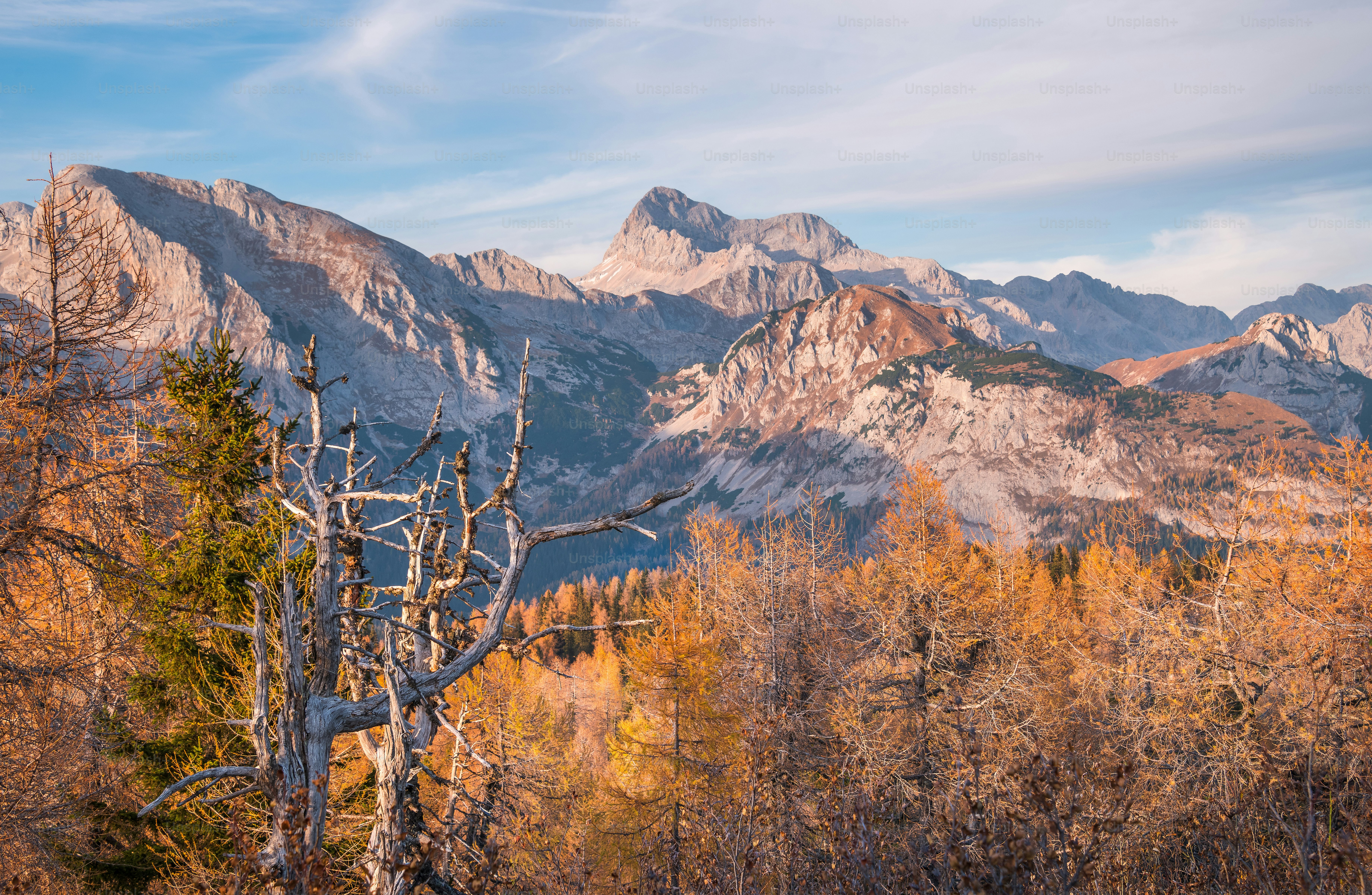 a view of a mountain range with trees in the foreground