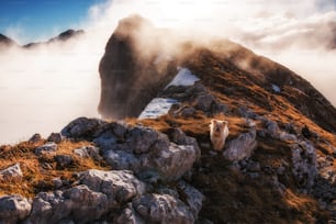 un mouton debout au sommet d’une montagne couverte de nuages