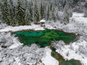 a green pond surrounded by snow covered trees