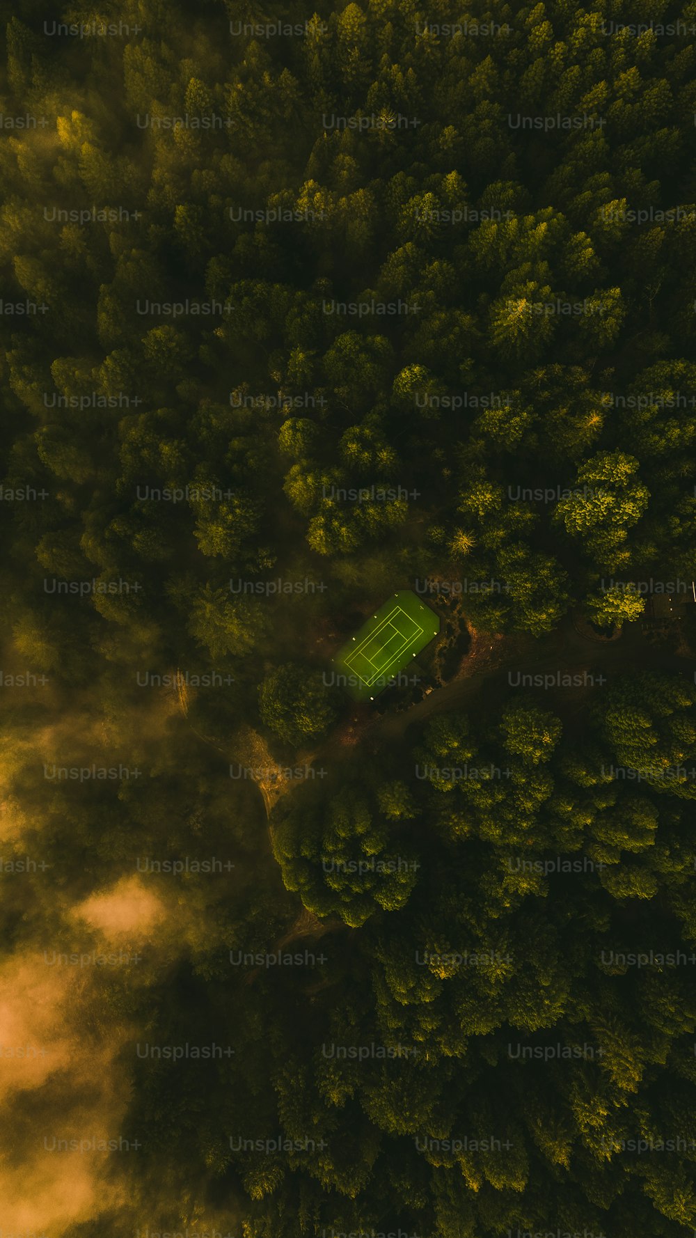 a green field in the middle of a forest