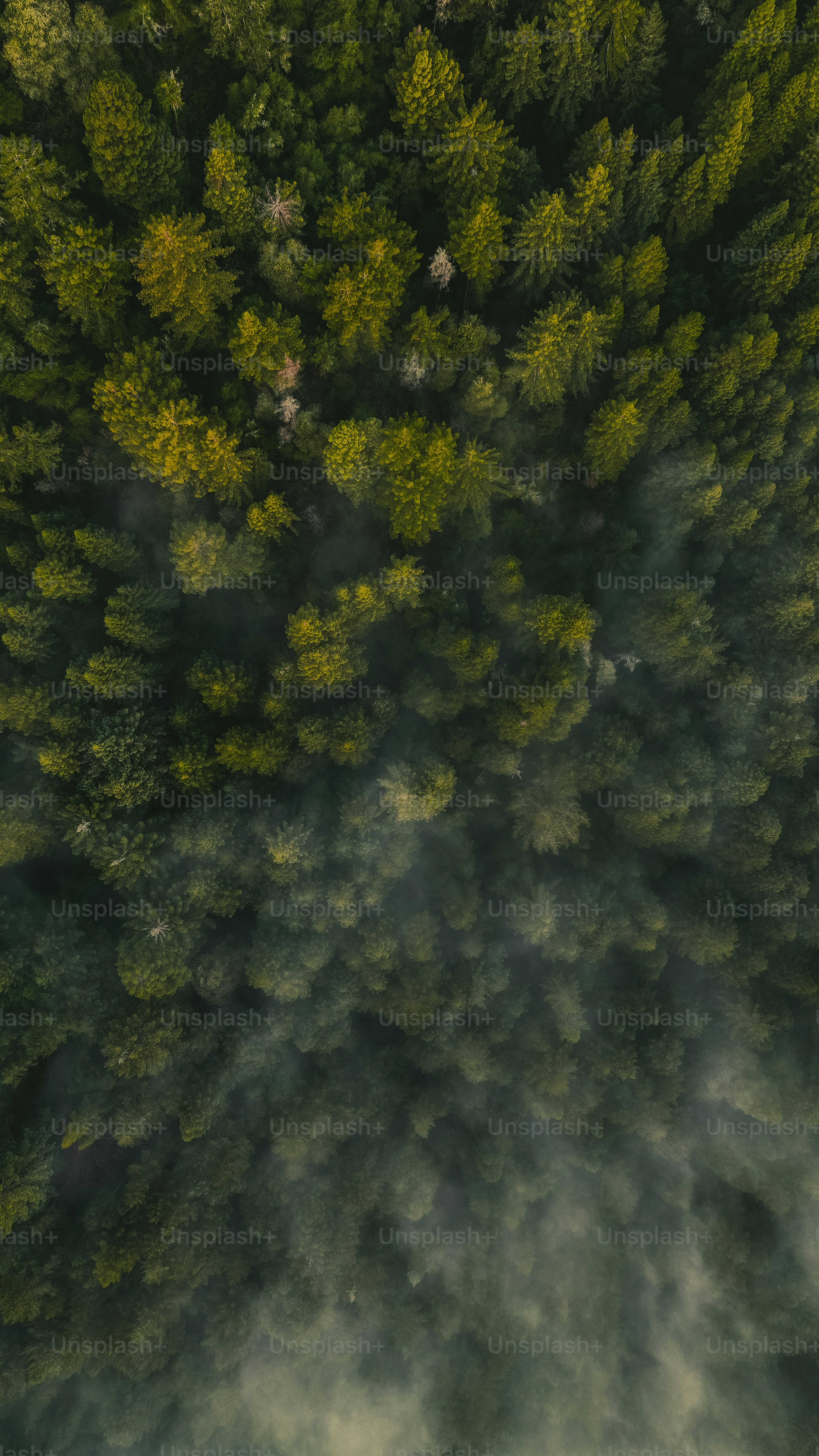 an aerial view of a forest in the middle of the day