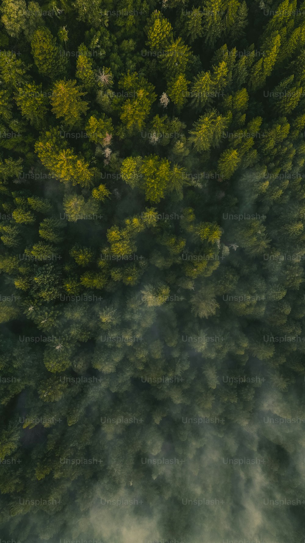 uma vista aérea de uma floresta no meio do dia
