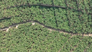 an aerial view of a road winding through a field