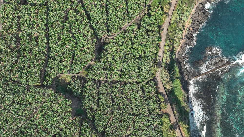 an aerial view of a lush green forest next to the ocean