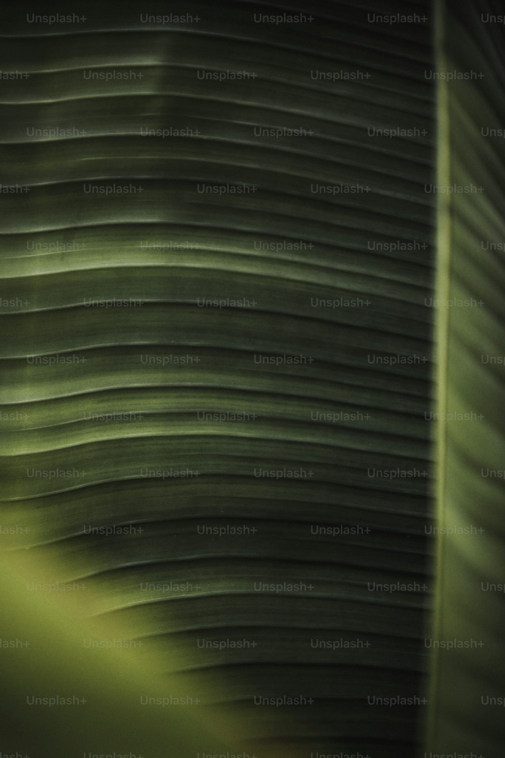 um close up de uma folha de bananeira com um fundo desfocado