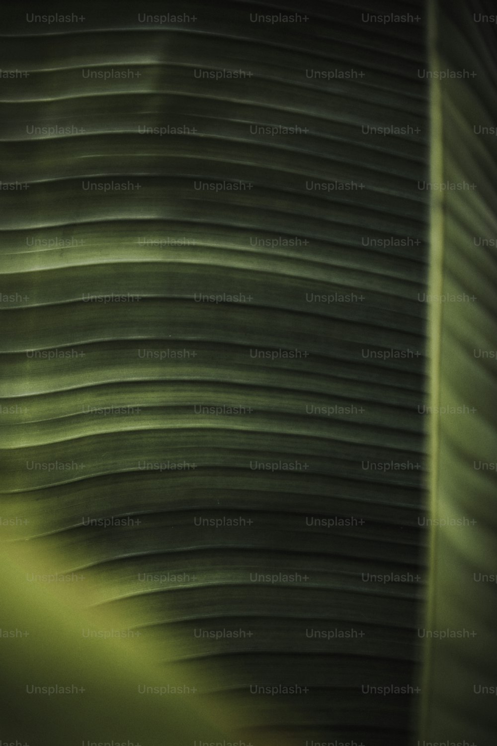 a close up of a banana leaf with a blurry background