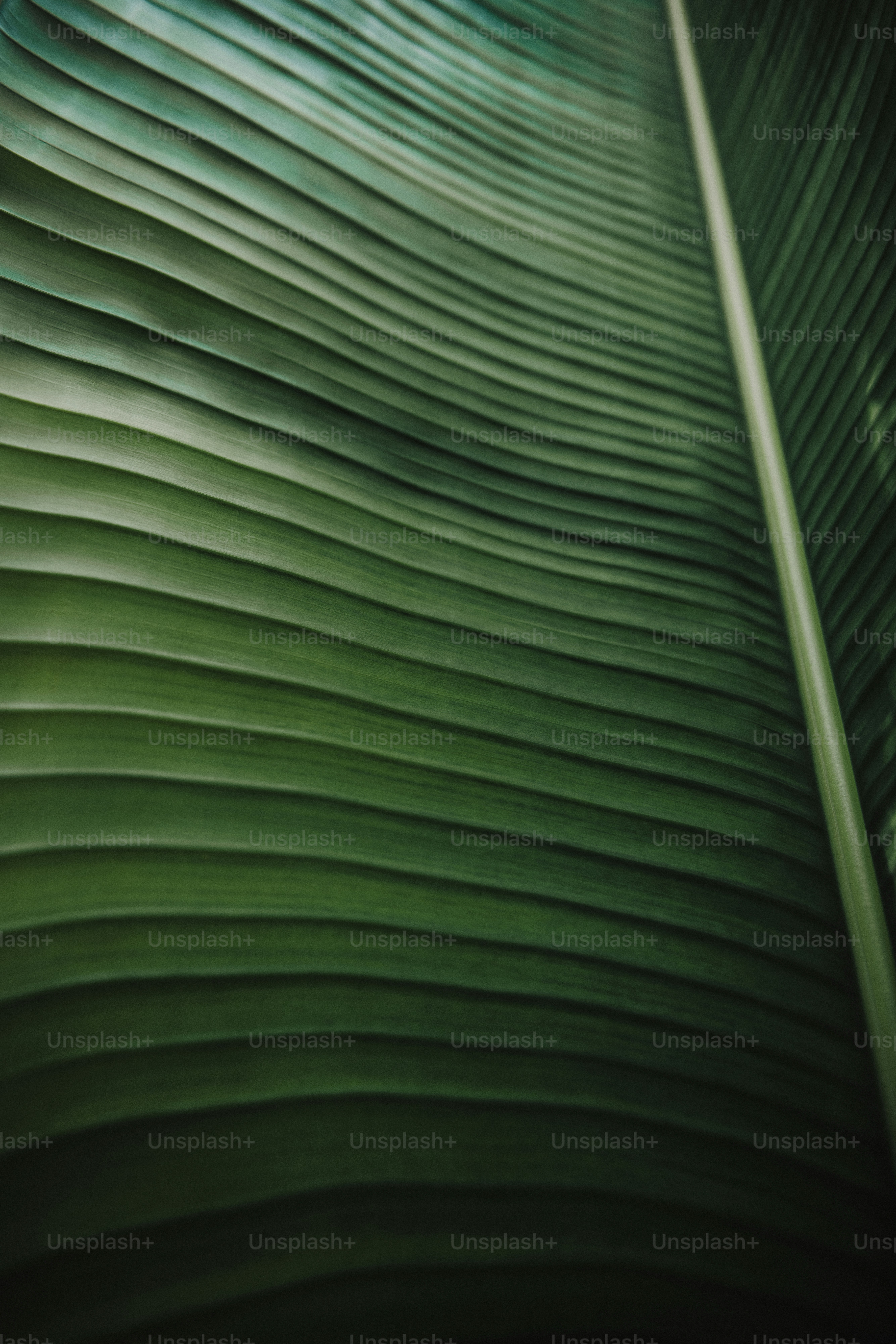 a close up of a large green leaf