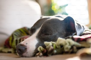 Un cane bianco e nero che dorme su una coperta
