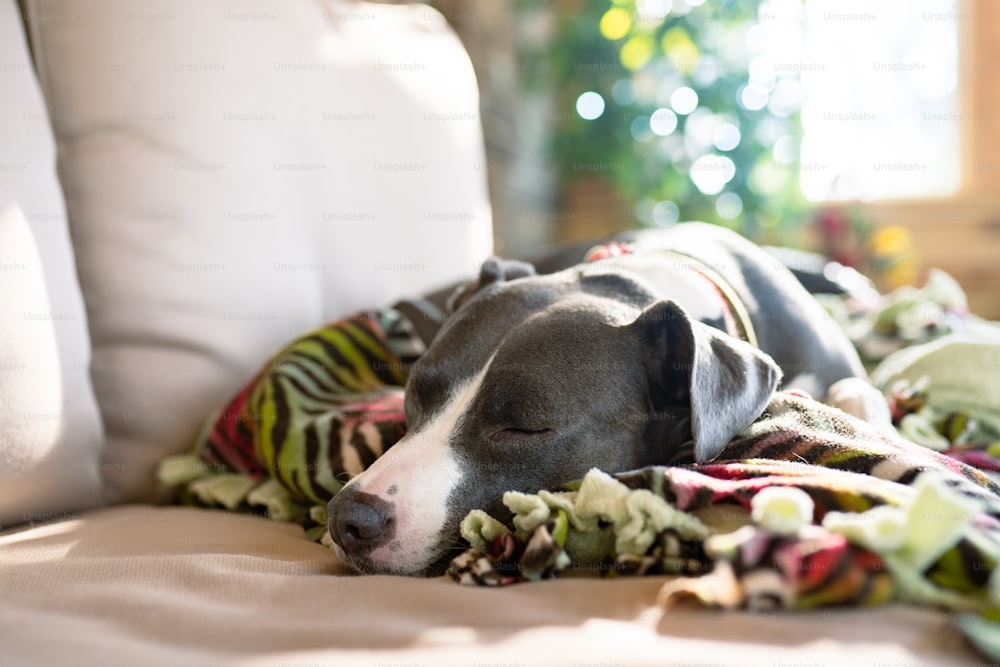 a dog is sleeping on a blanket on a couch