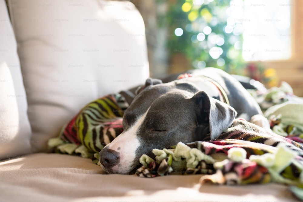 Un perro está durmiendo sobre una manta en un sofá