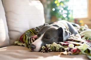 a dog is sleeping on a blanket on a couch