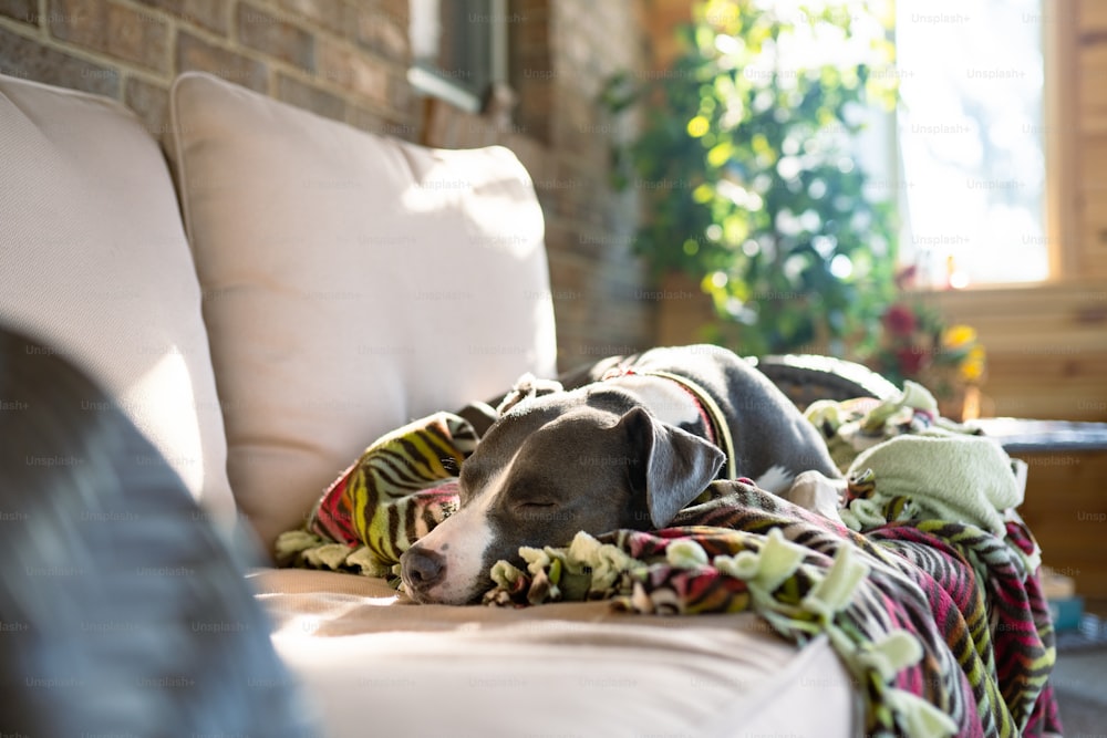 ein Hund, der auf einer Couch liegt, die mit einer Decke bedeckt ist