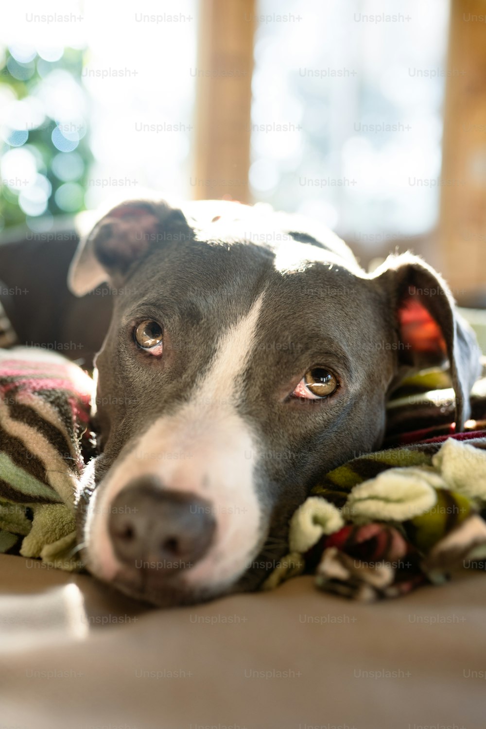 a close up of a dog laying on a bed