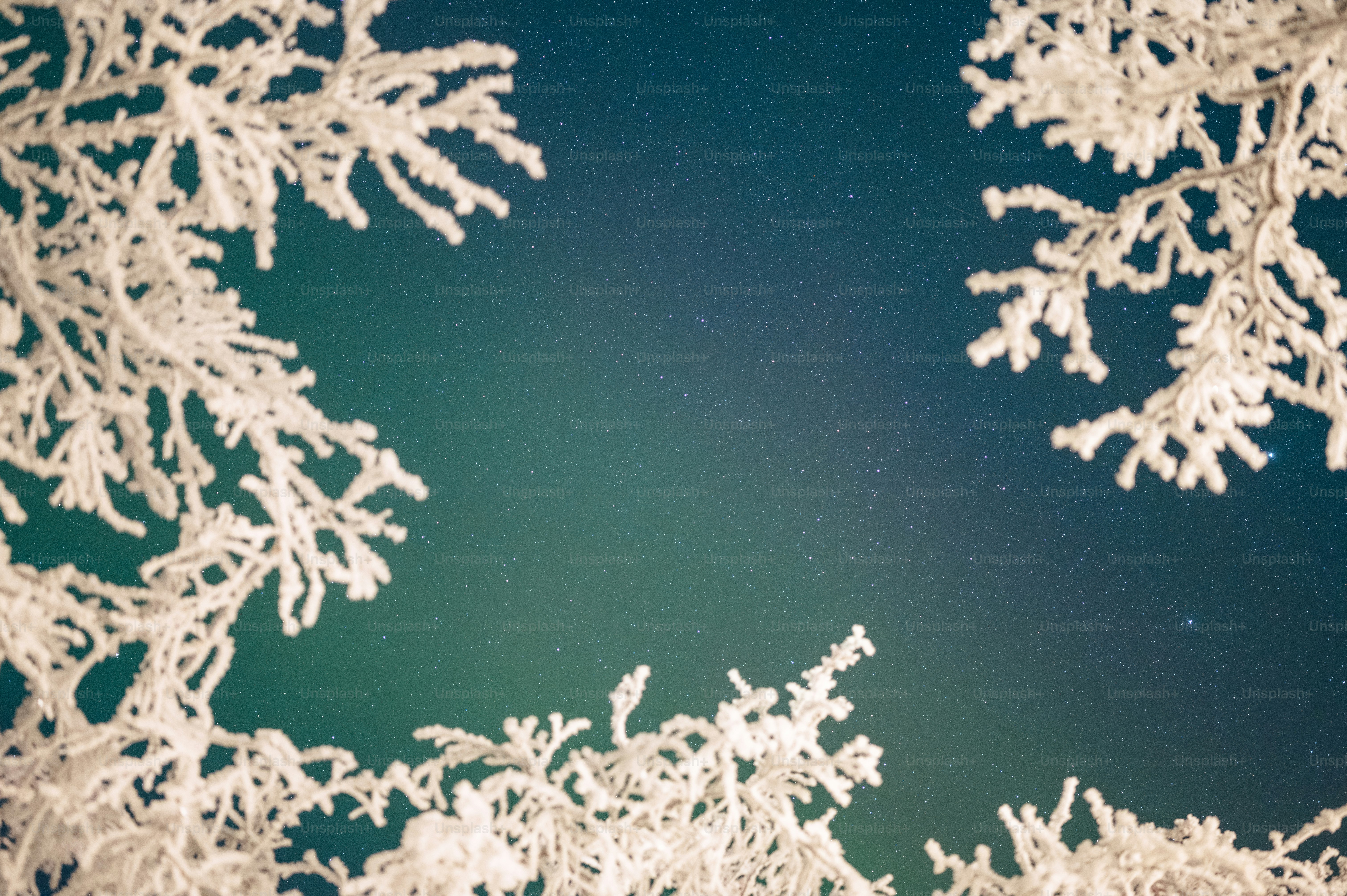 the night sky is lit up with snow covered trees