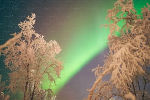 a green and white aurora bore in the sky