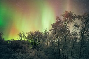 a green and red aurora bore is in the sky