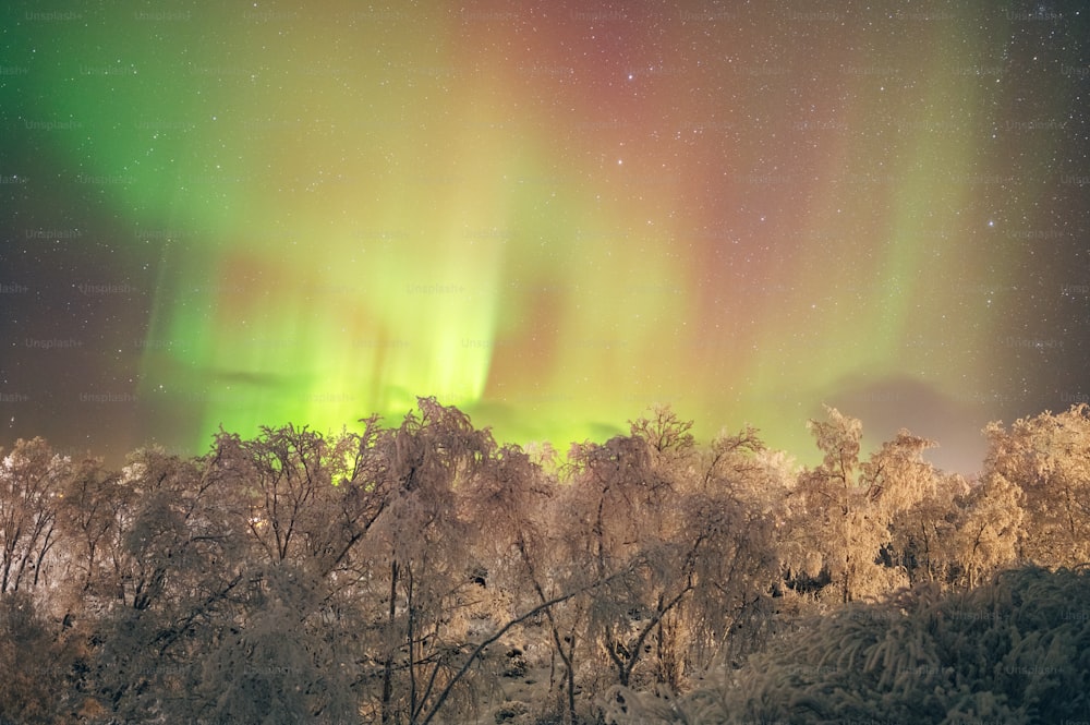a green and red aurora bore over a forest