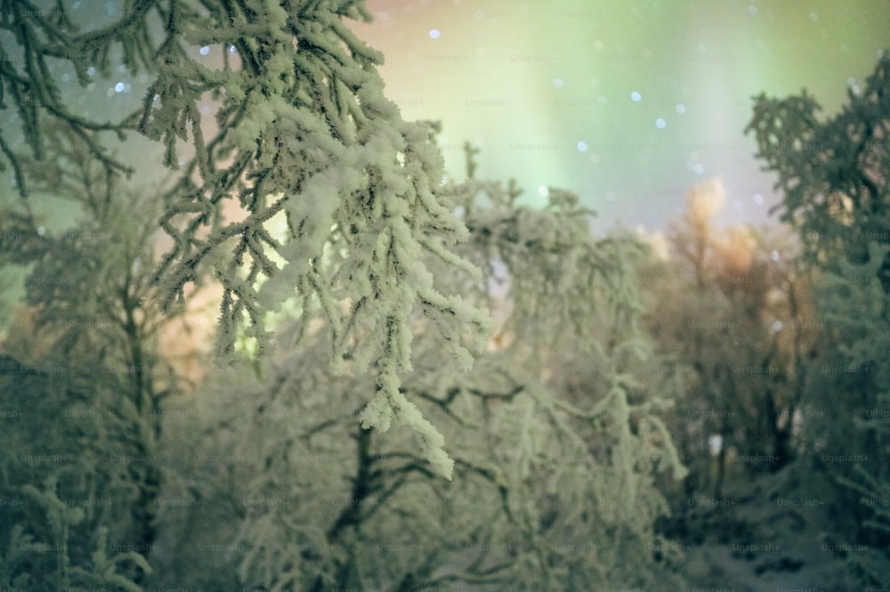 a snowy forest with a green aurora bore in the background
