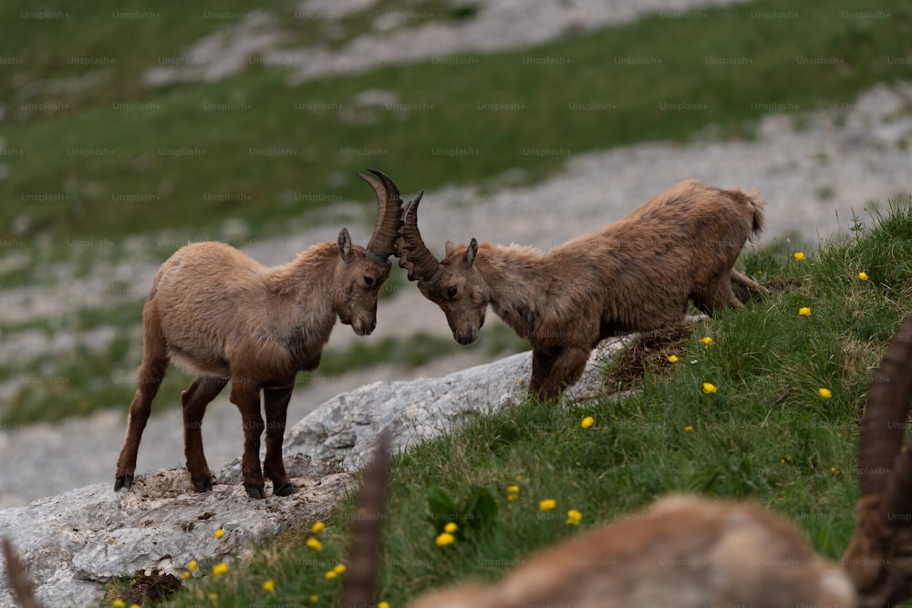 Un paio di capre in piedi sulla cima di una collina coperta di erba