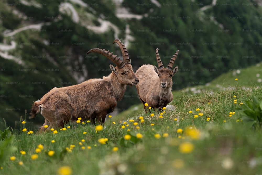 a couple of goats that are standing in the grass