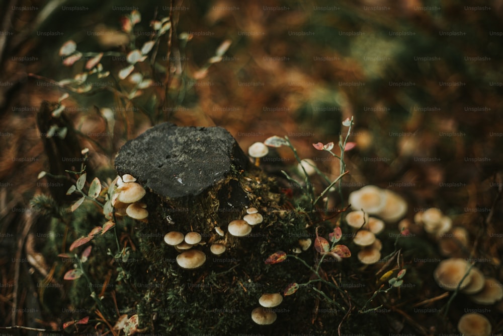 un bouquet de champignons qui poussent sur un rocher