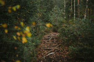 um caminho de terra no meio de uma floresta