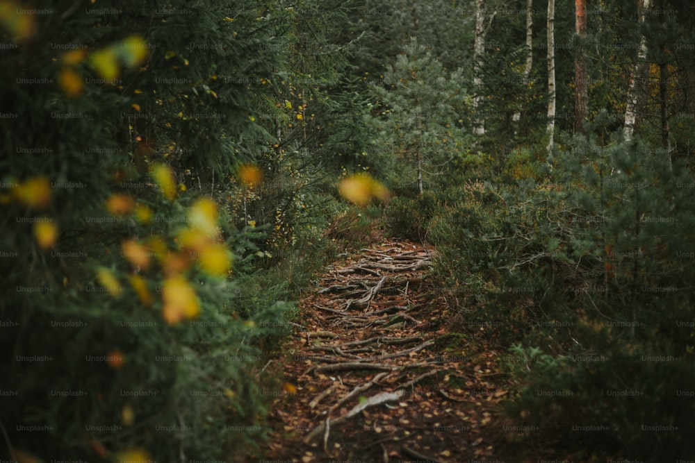 um caminho de terra no meio de uma floresta
