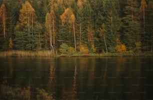 a body of water surrounded by lots of trees