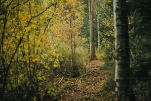 a dirt path in the middle of a forest