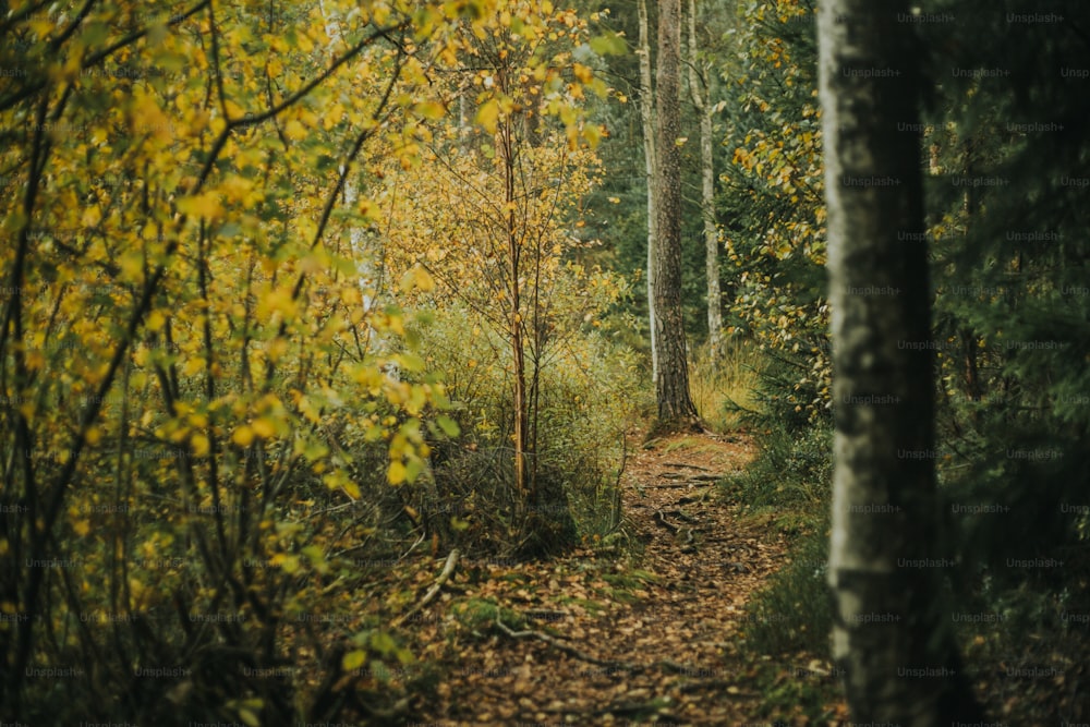 a dirt path in the middle of a forest