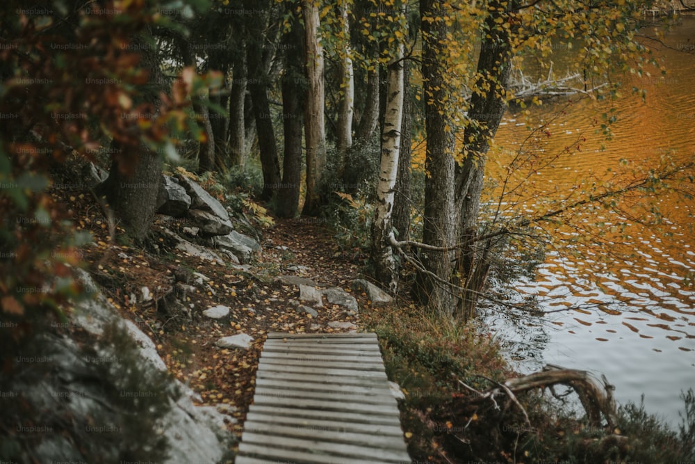 a wooden path leading to a lake surrounded by trees