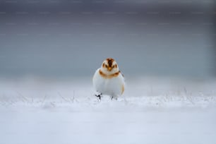 a small white bird standing in the snow