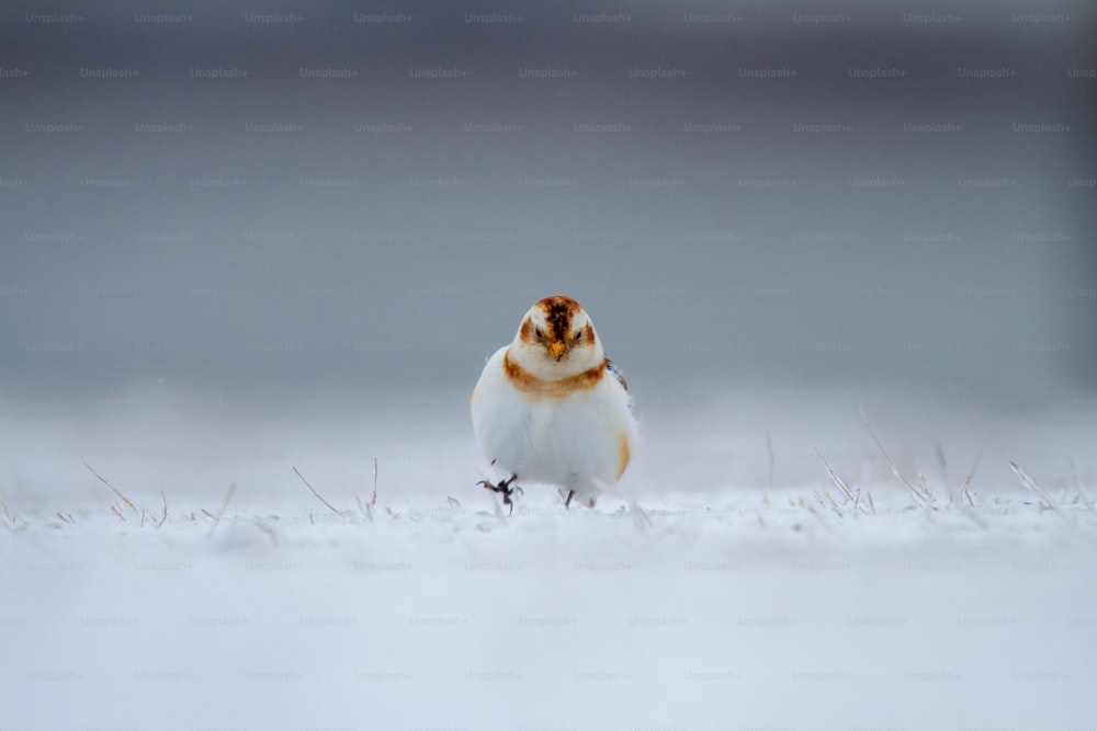 a small white bird standing in the snow