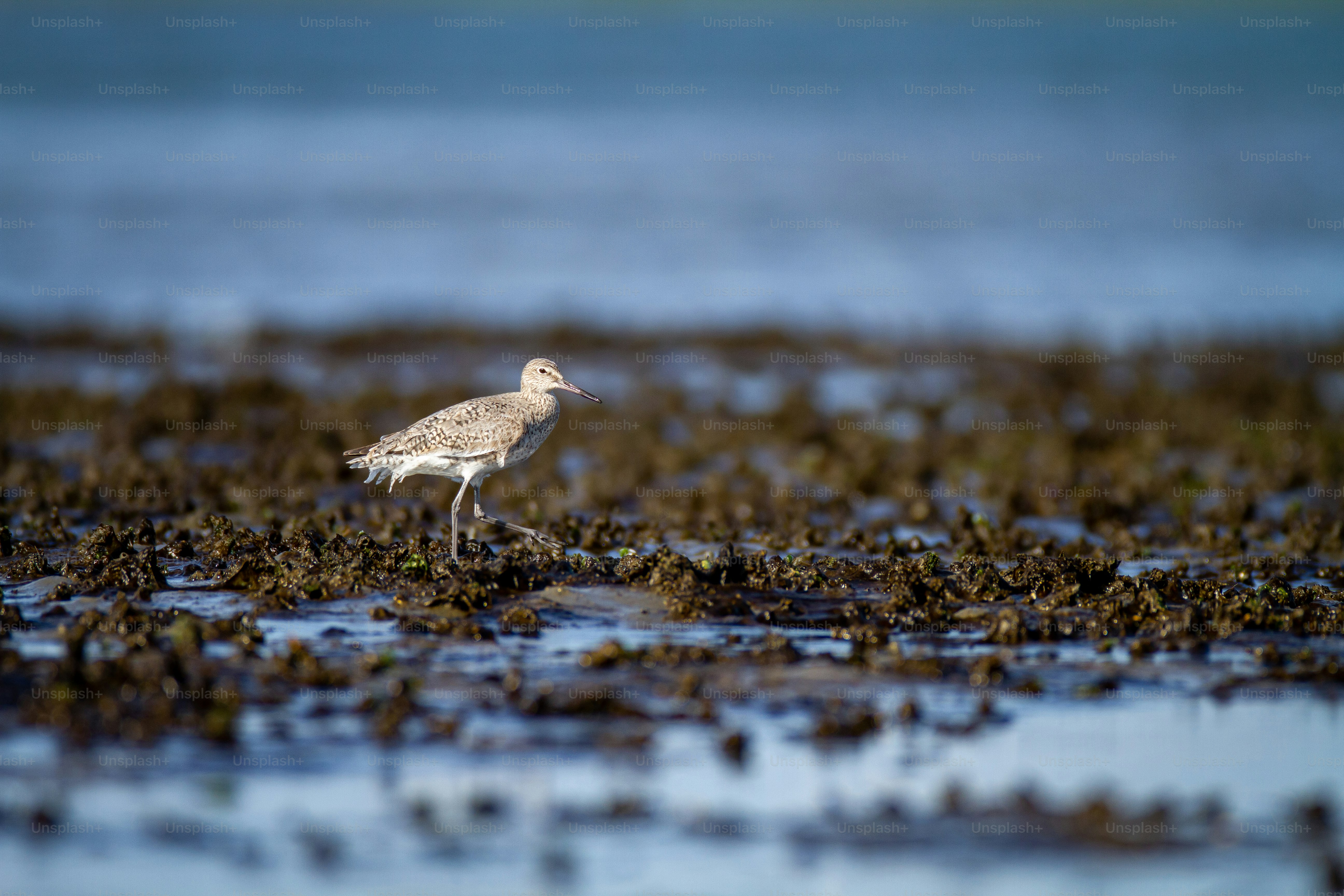 a small bird standing on top of a sandy beach