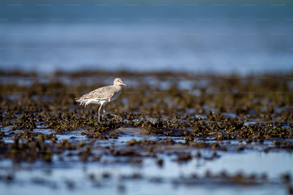 un petit oiseau debout au sommet d’une plage de sable
