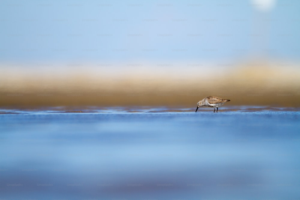a small bird standing on the edge of a body of water