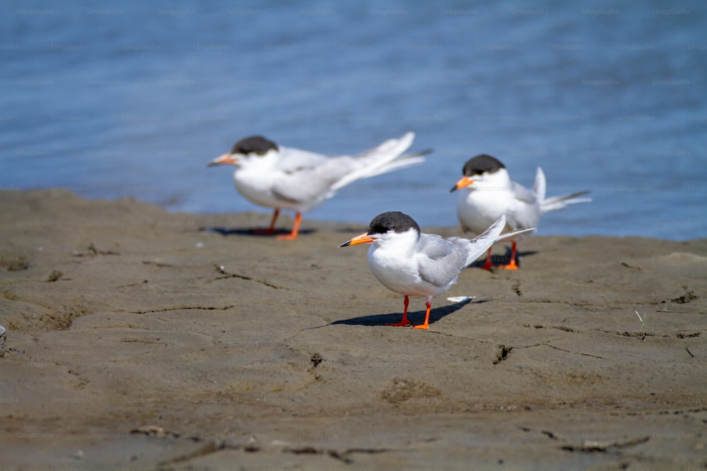 a group of birds standing on top of a sandy beach