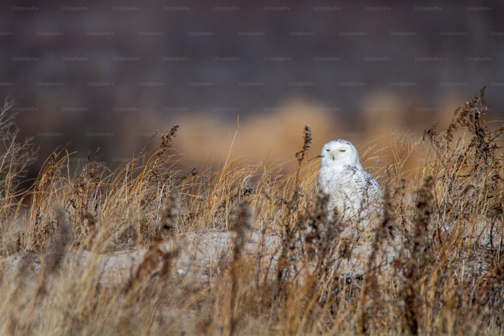 白いフクロウが背の高い草の中に座っている