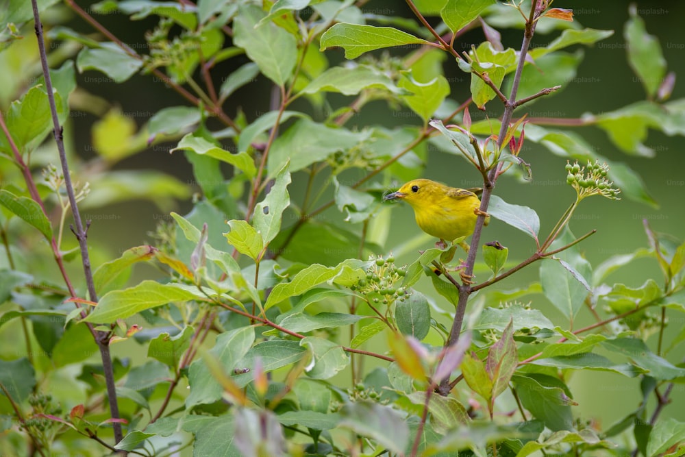 Ein kleiner gelber Vogel sitzt auf einem Ast