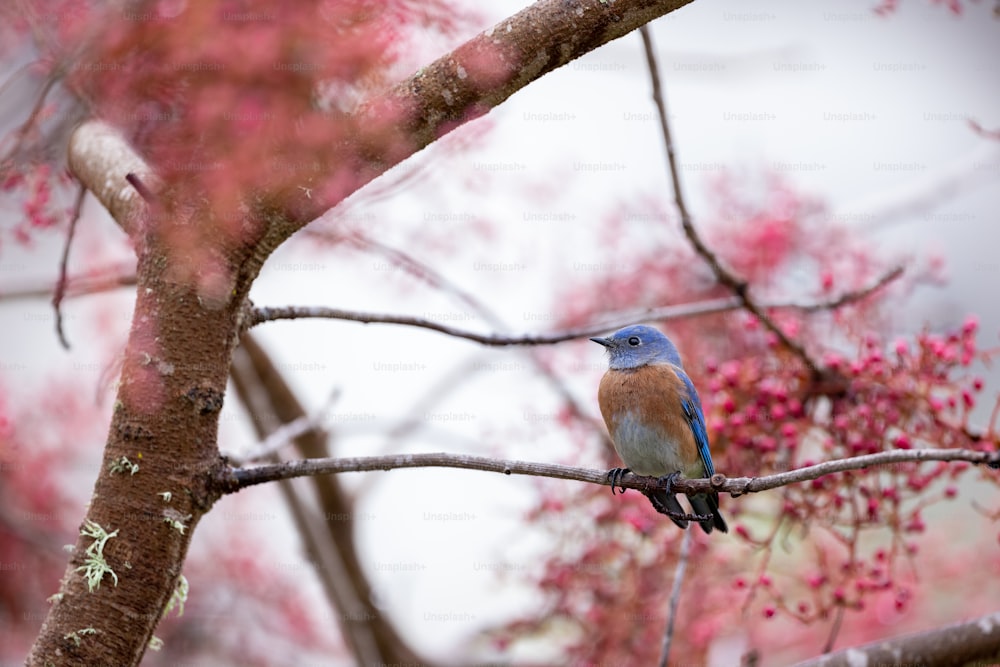 um pássaro azul sentado em um galho de uma árvore