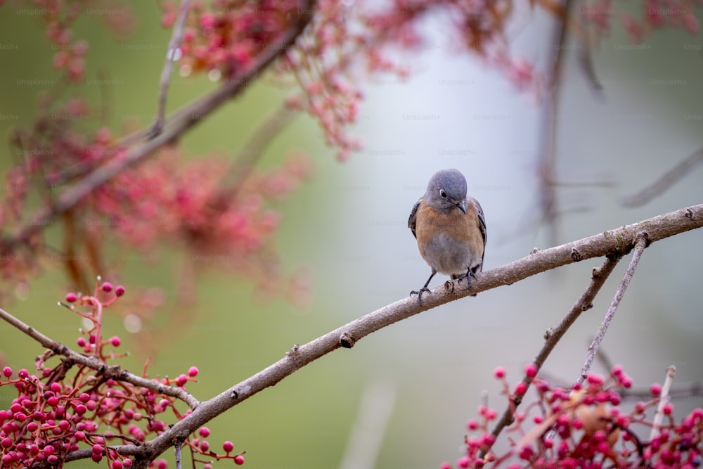 나무 가지에 앉아있는 작은 새