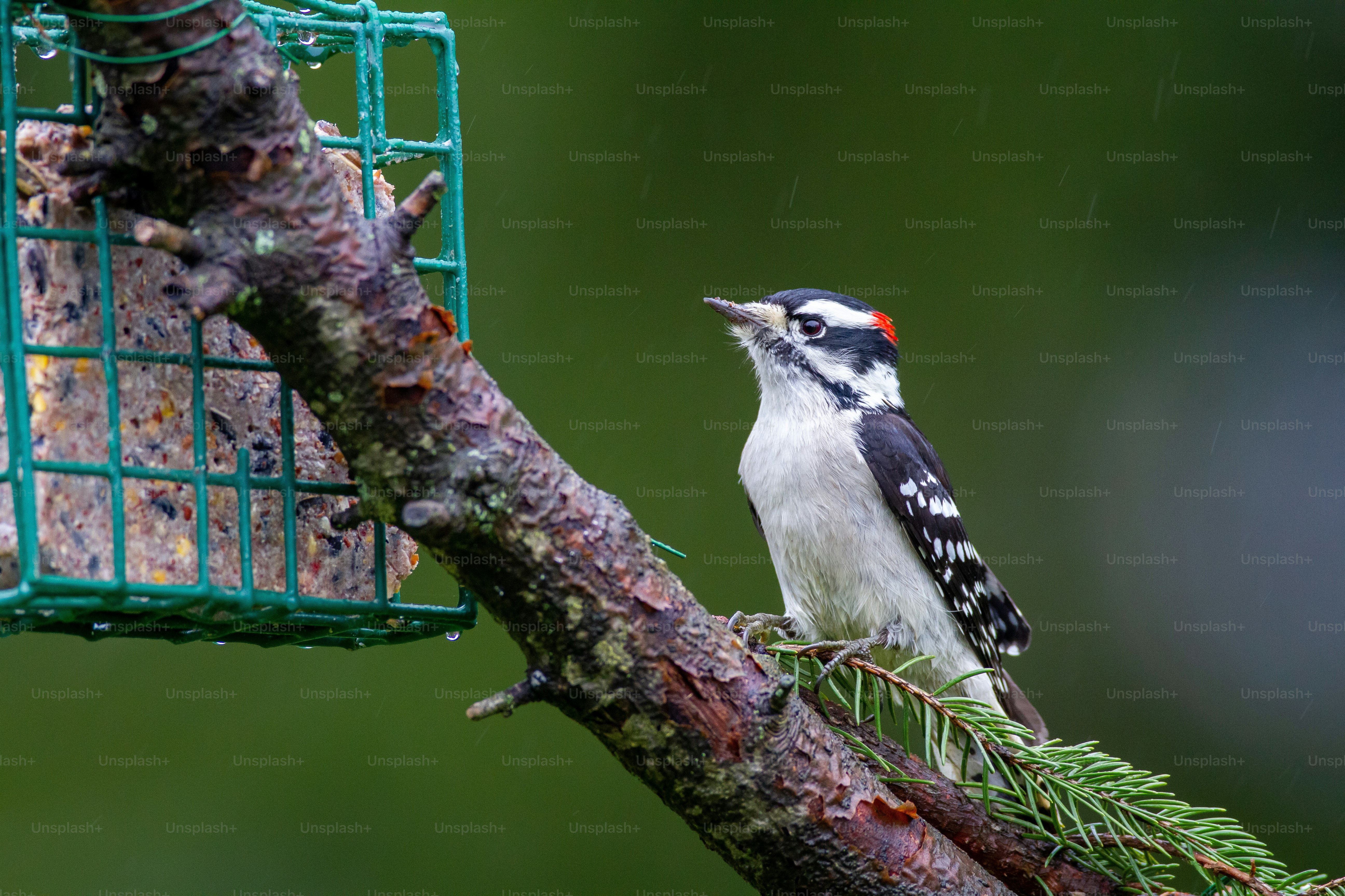 Ein Vogel, der auf einem Ast neben einem Vogelhäuschen sitzt