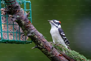 a bird perched on a tree branch next to a bird feeder