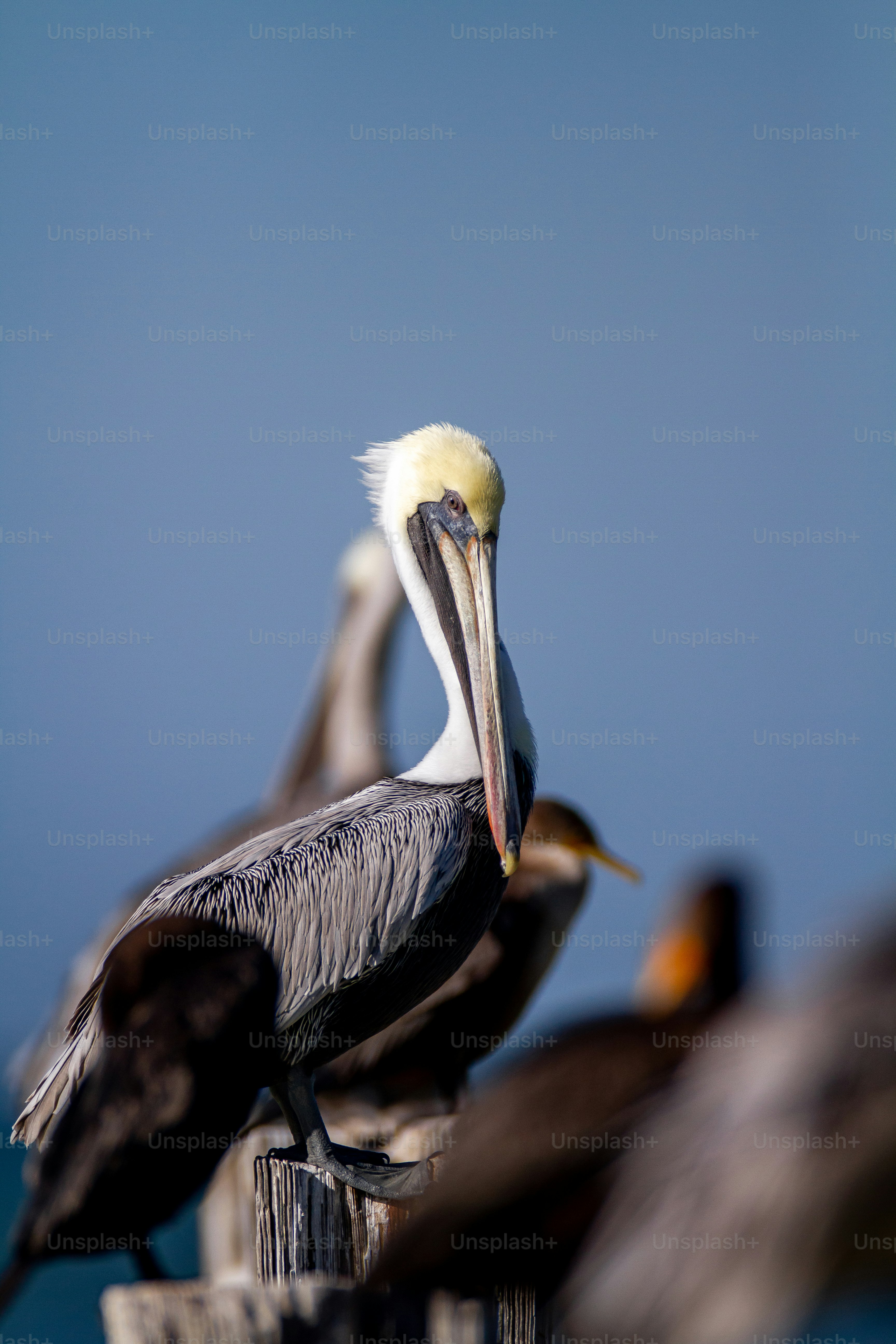 a group of pelicans sitting on top of a wooden post