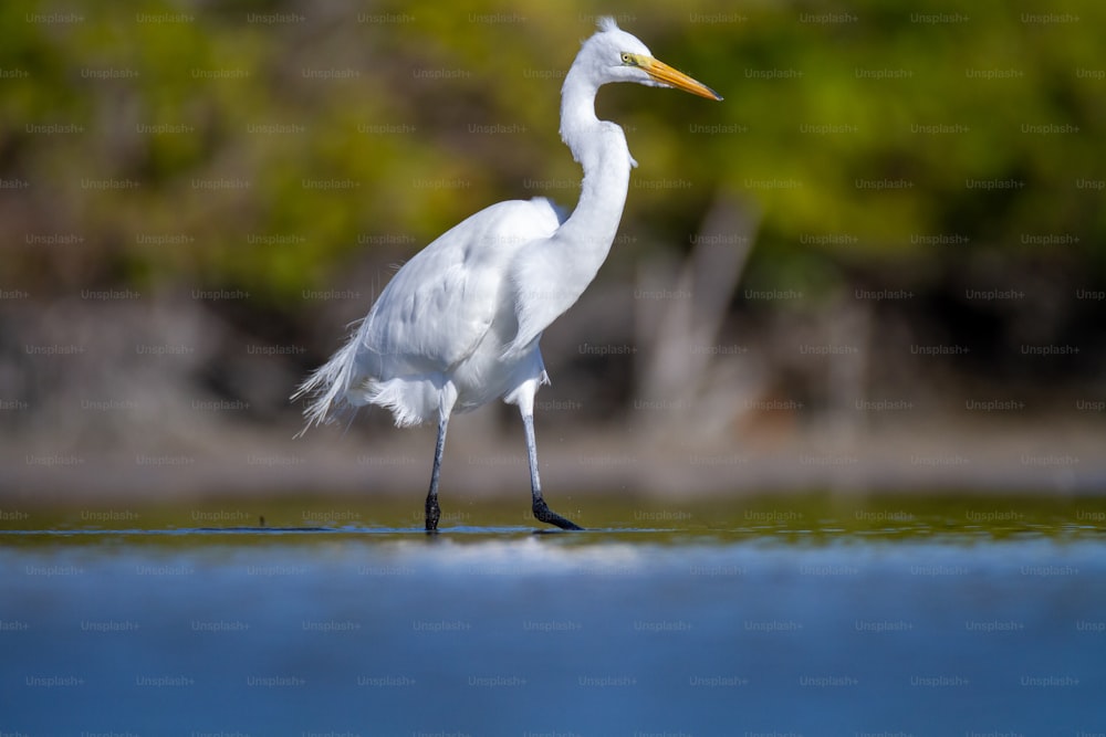 Un uccello bianco con un lungo collo in piedi nell'acqua