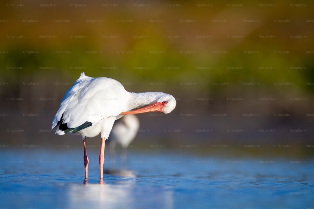una coppia di uccelli bianchi in piedi sulla cima di uno specchio d'acqua