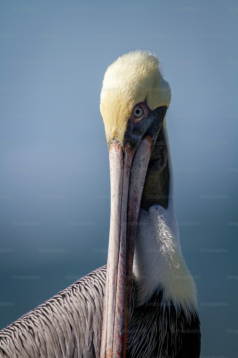 a close up of a bird with a long beak