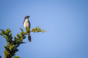 a bird perched on top of a tree branch