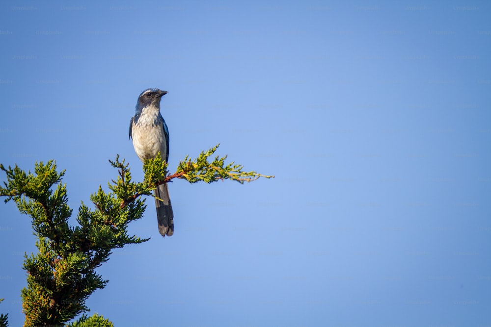 um pássaro empoleirado no topo de um galho de árvore